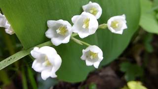 Lily of the valley  Convallaria majalis – Dalalilja  Liljukonval  Maiblume  Eiturjurt  Vorblóm [upl. by Celie]