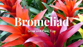 Bromeliad Grow and Care Tips [upl. by Harleigh548]