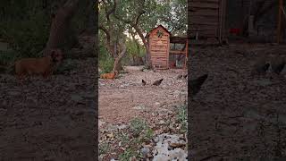 Socializing my dachshund with 10 week old chicks [upl. by Seravat]