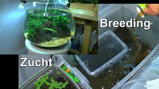 Aquaristik in der Praxis Glaskugel für die Garnelen Schwimmbecken im Aquarium und praktisches [upl. by Lenka]