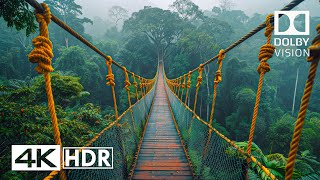 JAW DROPPING 4K 60FPS HDR  Dolby Vision 4K Video [upl. by Lamak]