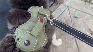 KONG Ultra Durable Waste Bag Harness Review [upl. by Ellebyam302]