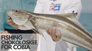 Fishing Chokoloskee with Captain Brian Sanders Cobia Snook Redfish Goliath Grouper and Sharks [upl. by Liggitt]