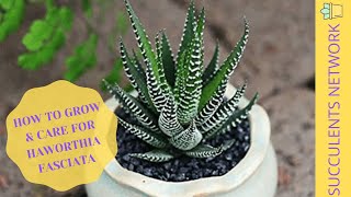 How To Grow amp Care For Haworthia Fasciata [upl. by Eeniffar921]