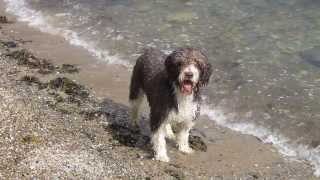 spanish water dog swimming [upl. by Eemia]