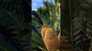 The MOST INSANE Cycad Seed Cones Youve Never Seen [upl. by Airekahs]