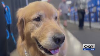 Meet Beacon Goodest Boy of the USA Gymnastics team [upl. by Leeda]