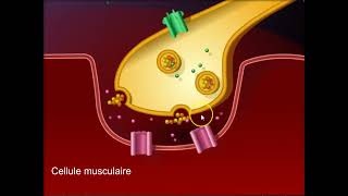 Fonctionnement de la synapse neuromusculaire [upl. by Neom]