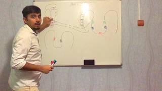 PEPTIC ULCER DISEASE  PART 1 [upl. by Ikim]