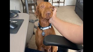 Working from home with a Vizsla [upl. by Ellesor]