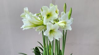 Amaryllis lily shorts shampysgarden lilybulbs [upl. by Camilia]