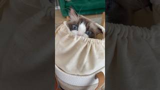 Cat in the bag Çantadaki kedi ragdolls pets animals love meyzileyoutubeshorts keşfet ragdoll [upl. by Spillar109]