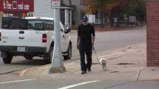 Coton De Tulear Bentley  Boot Camp Dog Training Graduate [upl. by Elleraj]