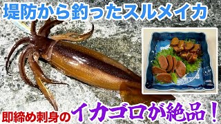 堤防から釣ったスルメイカ！即締め刺身のイカゴロが絶品で昇天！ [upl. by Daniell]