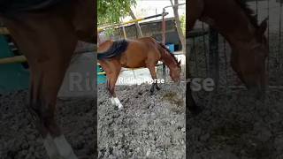 Horse Riding Horse Horse videos Wild horses Beautiful horse Beautiful horse types Horse breed [upl. by Ameg]