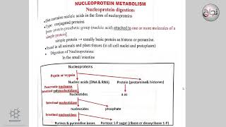 Nucleoprotein Metabolism [upl. by Bajaj]