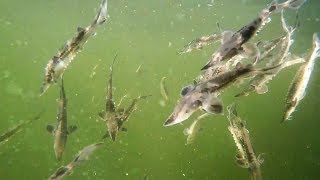 Lake Sturgeon Restoration Effort [upl. by Outhe]