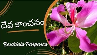 దేవకాంచనంllDrMurthyPlantWorldllBauhinia purpureaCaesalpiniaceaegardentree ornamentaltreebotany [upl. by Leinto]