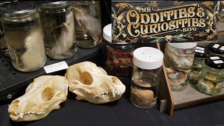 The Oddities amp Curiosities Expo 2024 Minneapolis MN Crazy Taxidermy Entomology Dioramas Medical Art [upl. by Fulcher103]