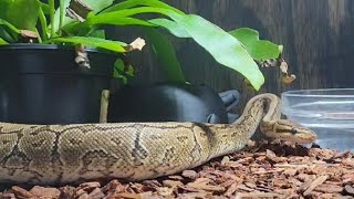 Our Ball Python Nebula Exploring  AIR Aquatics amp Reptiles [upl. by Miun265]