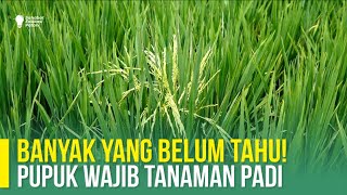 PERAWATAN PADI FASE GENERATIF JANGAN SALAH KAPRAH [upl. by Terza]