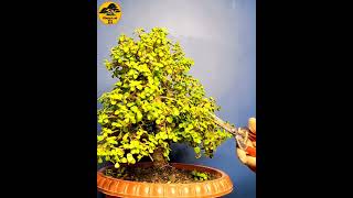 CREATE BONSAI  SHORTS bonsai bonsaitree howtomakebonsai [upl. by Arihk]