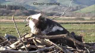 Glesni Finally Regains her Nest from Blue 24 [upl. by Caril309]