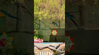 Bird Training  Smart lovebird Parrot  Smart Little Cute Parrot training shortvideo funny [upl. by Hsivat437]