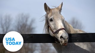 Meet Silver Charm a 30yearold Kentucky Derbywinning horse  USA TODAY [upl. by Aluino310]