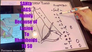 Posterior Triangle of Neck with Mnemonics  Best Explanation  External Jugular Vein [upl. by Patty]