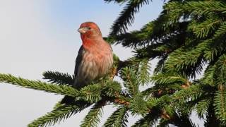 House finch singing [upl. by Eanehs]