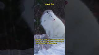 Arctic Fox Facts Adaptations and Behavior in the Wild [upl. by Sabrina]