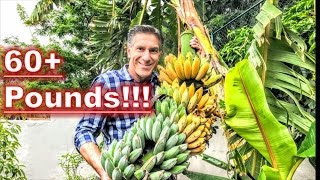 BANANAS AFTER 9 MONTHS  HARVESTING  PRUNING  FEEDING  PROPAGATING  RECYCLING [upl. by Jonis905]