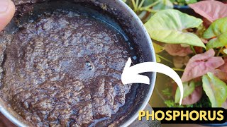 How to Make Liquid Phosphorous Fertilizer Organic [upl. by Yonit455]