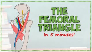 The Femoral Triangle [upl. by Icyaj]