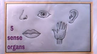 how to draw 5 sense organs easy5 sense organs drawing [upl. by Hgielime974]