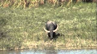 Wild Asian water buffalo at Kaziranga National Park [upl. by Arthur]