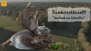 Damwildbrunft hautnah  2 kapitale Damhirsche gestreckt [upl. by Ahsinuq]