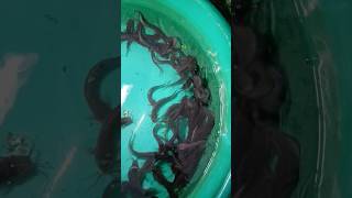 64 Day catfish growth catfish fishseed catfishseed fish fishing fishtank trending [upl. by Ydisac353]