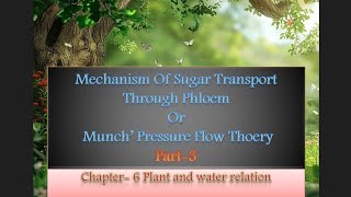 Munchs Pressure flow theoryMechanism of Sugar Transport through phloem12thBiology StateboardNEET [upl. by Annaej]