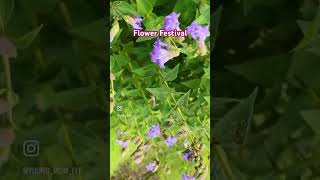 Flowers Festival Lonavala love song spotify music myntra flowers nature [upl. by Hamford]