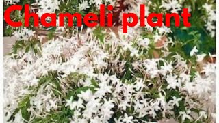 CHAMELI PLANT  Jasminum grandiflorum  SPANISH JASMINE  ROYAL JASMINE [upl. by Odlareg848]