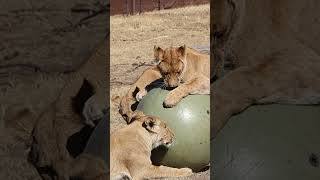 Sudan lions play with their boomer ball [upl. by Atekahs820]