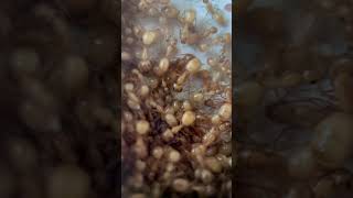 Camponotus fragilis colony ants [upl. by Schuman]