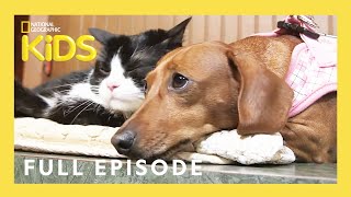 Unlikely Animal Friends Full Episode 🐷🐴 🐱  Love at First Sight  natgeokids [upl. by Alarise]