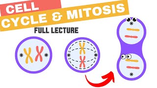 Chapter 12  The Cell Cycle and Mitosis Spindle kinetochores checkpoints Cyclins amp CDKs cancer [upl. by Downes]