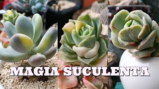 COLORES SUCULENTOS AL 100 suculentas echeveria graptoveria variegata [upl. by Orecul]