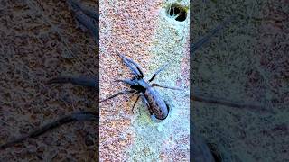 Green Fanged Tube Web Spider Segestria Florentina [upl. by Rozele]