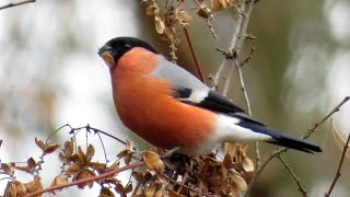 Gile  Bullfinches [upl. by Leonor]