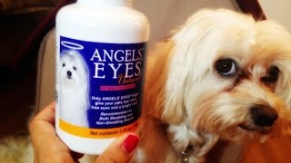 Dog Product Review  Angel Eyes Week 1 For Tear Staining [upl. by Jonathan]